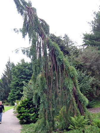 Fotos Golden Gate Park mit Botanischen Garten