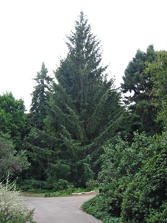 Golden Gate Park mit Botanischen Garten Foto 