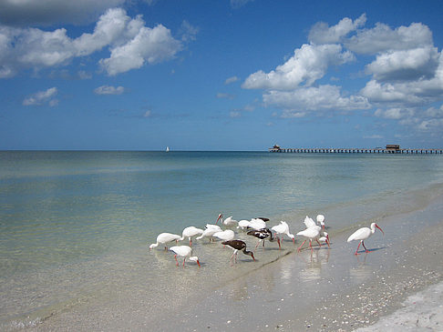 Fotos Vögel am Strand