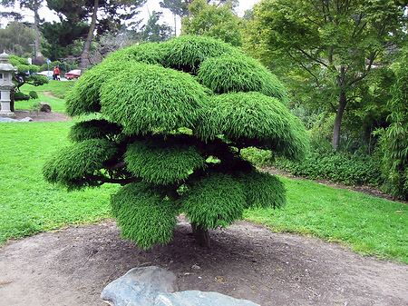 Golden Gate Park mit Botanischen Garten Fotos