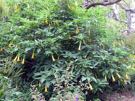 Foto Golden Gate Park mit Botanischen Garten