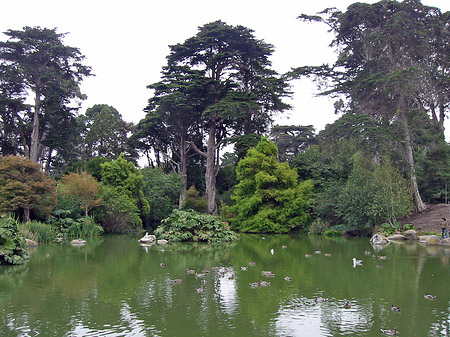 Foto Golden Gate Park mit Botanischen Garten - San Francisco